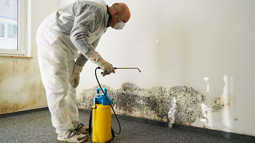 //brightstrategyinc.com/wp-content/uploads/2024/05/mold-removal.jpg